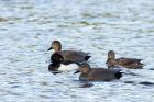 gadwall_030114g.jpg