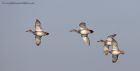 gadwall_030212b.jpg