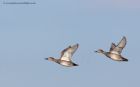 gadwall_030212c.jpg