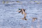 gadwall_031011c.jpg