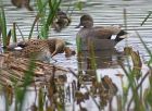 gadwall_0510a.jpg