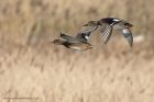 gadwall_060213a.jpg