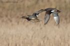 gadwall_060213b.jpg