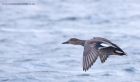 gadwall_101211b.jpg