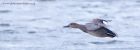 gadwall_101211c.jpg