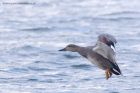 gadwall_101211d.jpg