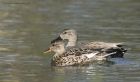 gadwall_110415a.jpg