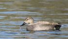 gadwall_110415b.jpg