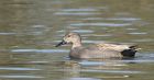 gadwall_110415g.jpg