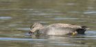 gadwall_110415h.jpg