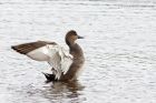 gadwall_111013a.jpg