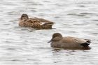 gadwall_111013c.jpg