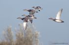 gadwall_151011a.jpg