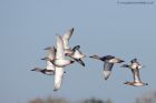 gadwall_151011b.jpg