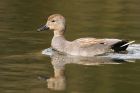 gadwall_160416a.jpg