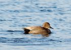 gadwall_171208b.jpg