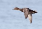 gadwall_200109a.jpg