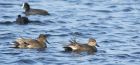 gadwall_240115a.jpg