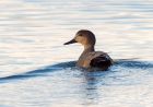 gadwall_281108b.jpg