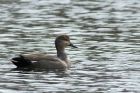 gadwall_290314b.jpg