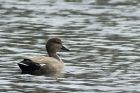 gadwall_290314c.jpg