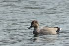 gadwall_290314f.jpg