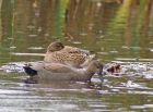 gadwall_2910a.jpg