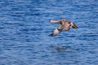 gadwall_300911a.jpg