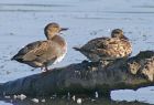 Filename=gadwall_3009c.jpg
Filesize=174KB
Dimensions=800x547
Date added=Nov 10, 2008 gadwall_3009c.jpg