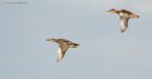 gadwall_MM_121118a.jpg