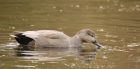 gadwall_SP_130219a.jpg