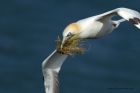 gannet_090414aa.jpg