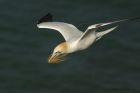 gannet_090414c.jpg