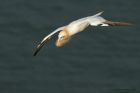 gannet_090414d.jpg