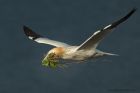 gannet_090414e.jpg