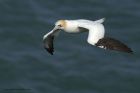 gannet_090414h.jpg