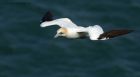 gannet_090414i.jpg