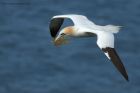 gannet_090414l.jpg