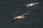 gannet_090414m.jpg