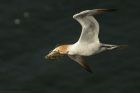 gannet_090414n.jpg