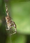 gardenSpider_150810a.jpg