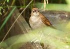 gardenWarbler_080609a.jpg