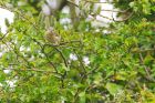 Filename=gardenWarbler_SP_040518a.jpg
Filesize=920KB
Dimensions=1300x867
Date added=Mar 04, 2021 gardenWarbler_SP_040518a.jpg