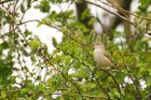 gardenWarbler_SP_0846.jpg