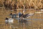 garganey_LM_131119b.jpg