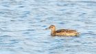 garganey_MM_221018b.jpg