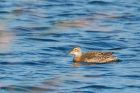 garganey_MM_221018c.jpg