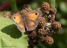 gatekeeper_050810a.jpg