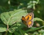 gatekeeper_1407a.jpg