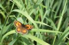 Filename=gatekeeper_220713a.jpg
Filesize=246KB
Dimensions=1100x733
Date added=Nov 10, 2013 gatekeeper_220713a.jpg